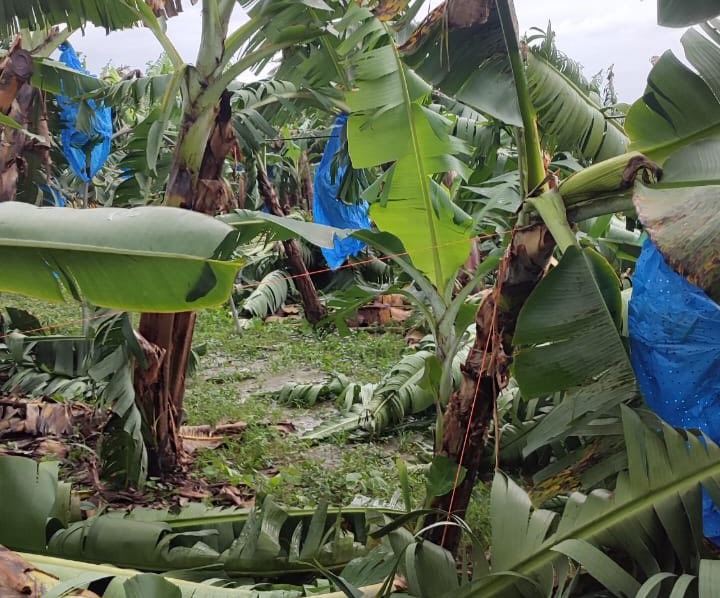 Luego de «torbellino» en zona platanera de Teapa, se realiza revisión técnica: Sedap