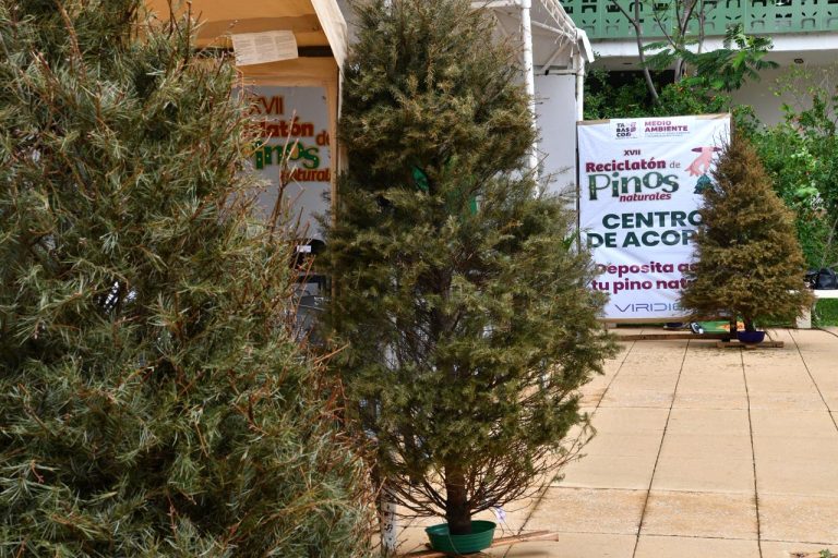 Reciclarán pinos navideños en Tabasco: Prevén recolectar 1,600 árboles