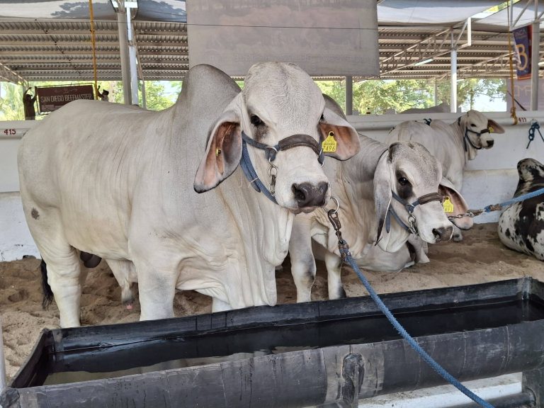 Arriban ejemplares a la zona ganadera del Parque Tabasco rumbo a la celebración de la Feria